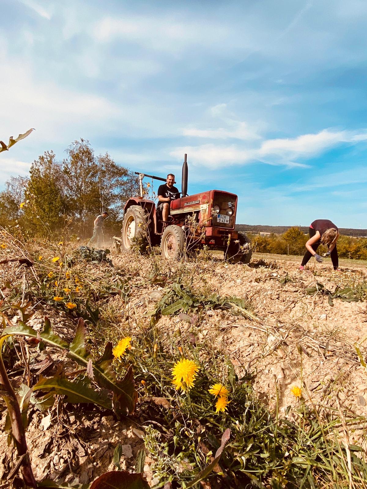 Oldtimer Traktor bei der Feldarbeit